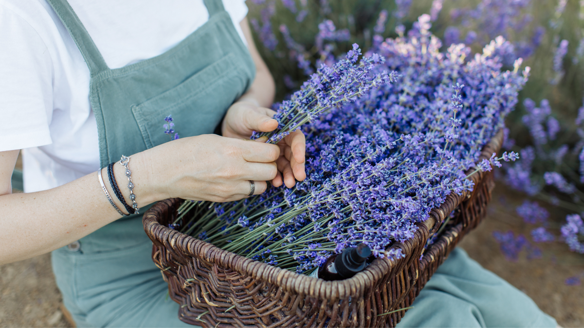 benefits of lavender essential oil on sleep